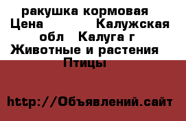 ракушка кормовая › Цена ­ 1 400 - Калужская обл., Калуга г. Животные и растения » Птицы   